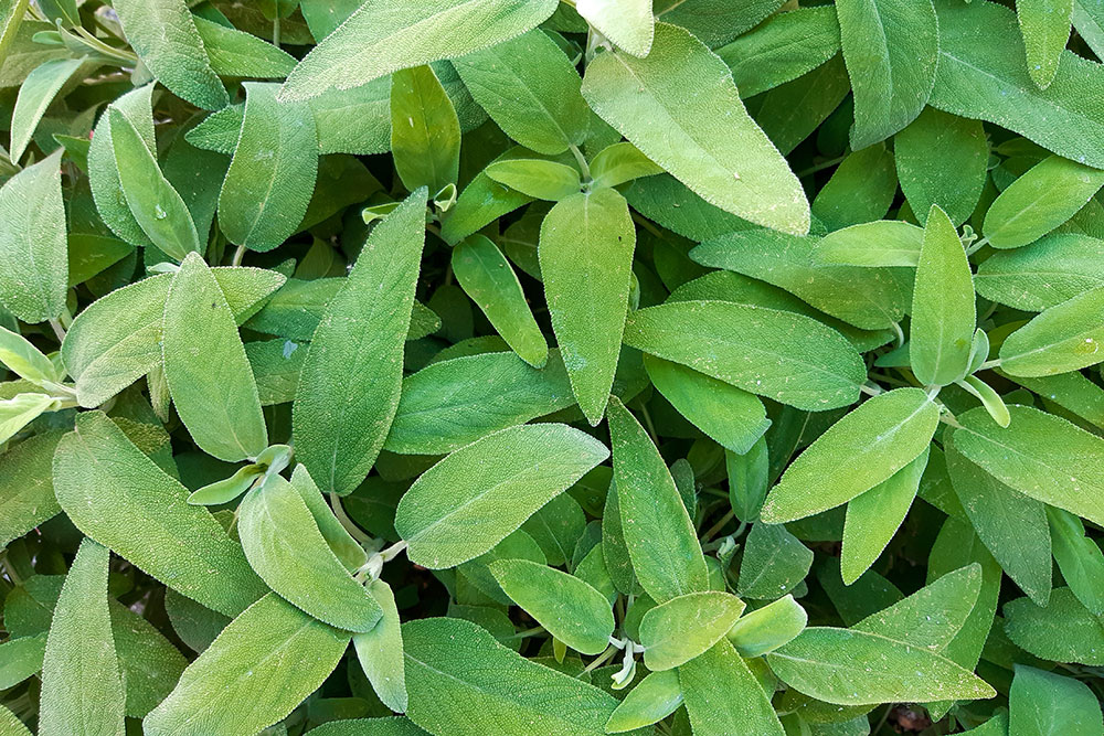 Salvia per carpione piemontese