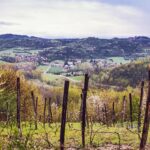 Vigna del Monferrato Davide Giovinazzo