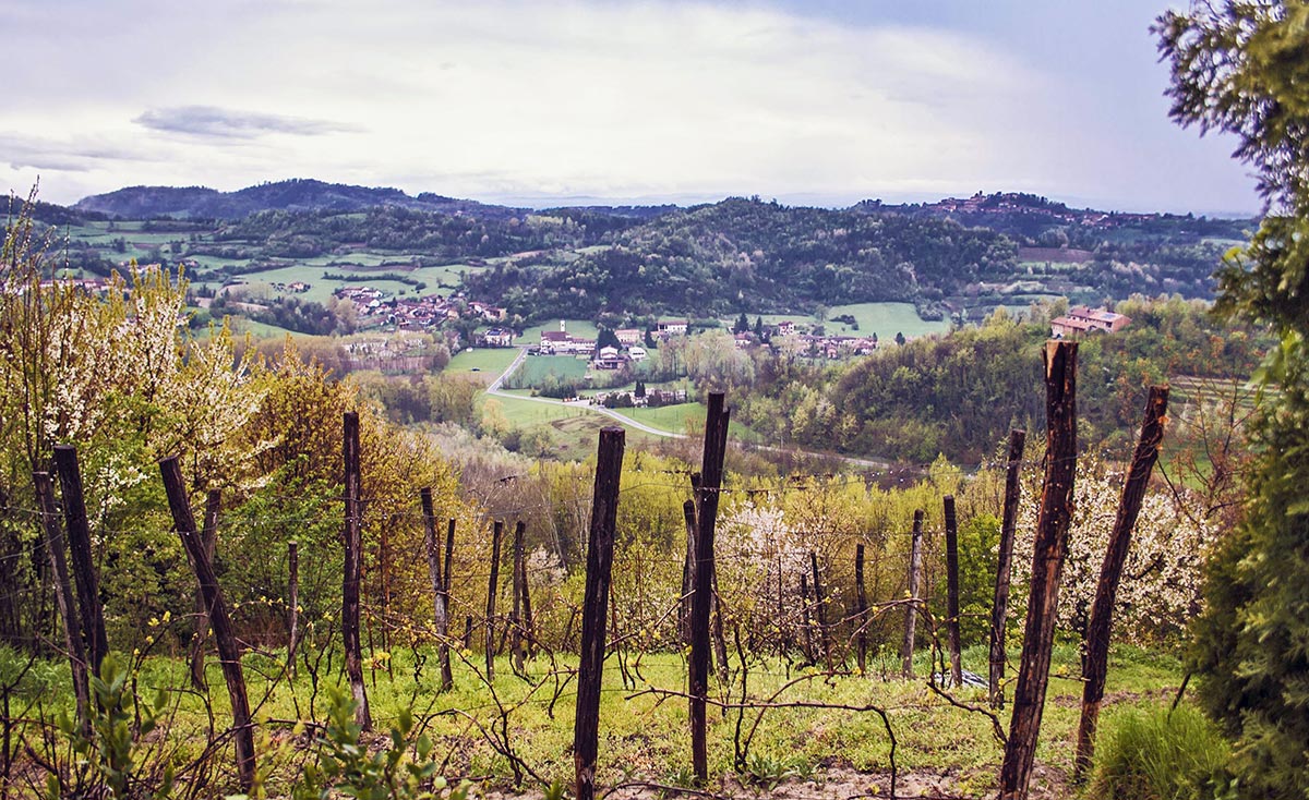 Vigna del Monferrato Davide Giovinazzo