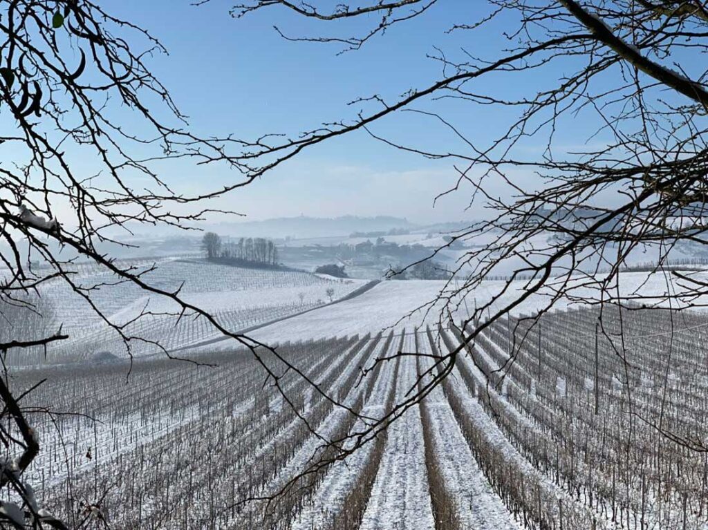 Vigneti Cella Monte Monferrato