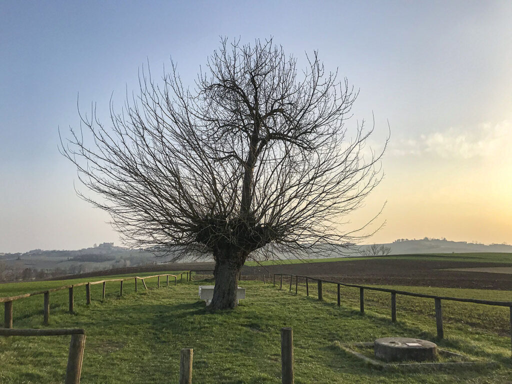 Gelso e ciliegio a Casorzo Monferrato