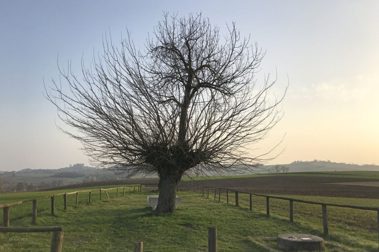 Gelso e ciliegio a Casorzo