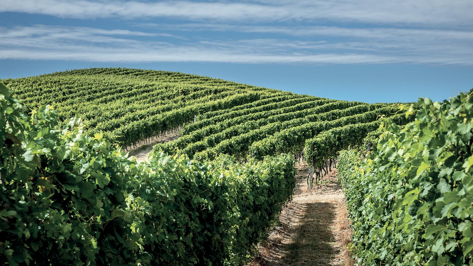 Nizza vigna