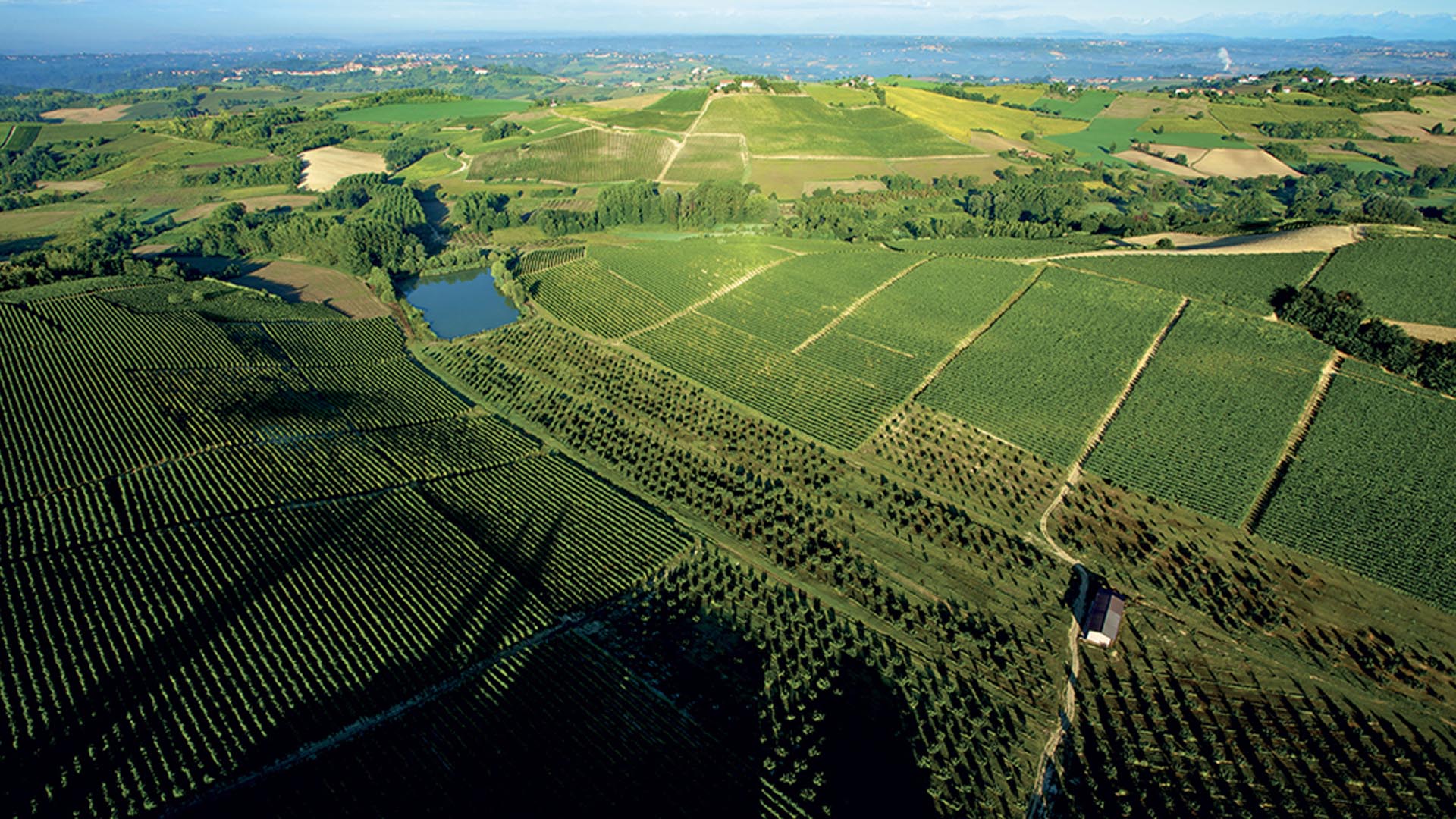 Vigna Ruchè