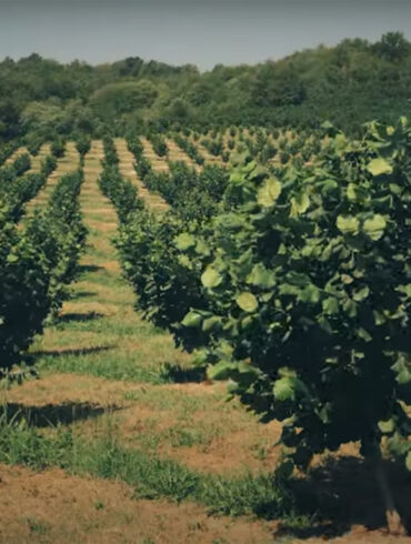 La Fabula e l'Arbiciolù: Puntata 25 "Terra, aria, acqua e... "