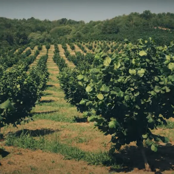 La Fabula e l'Arbiciolù: Puntata 25 "Terra, aria, acqua e... "