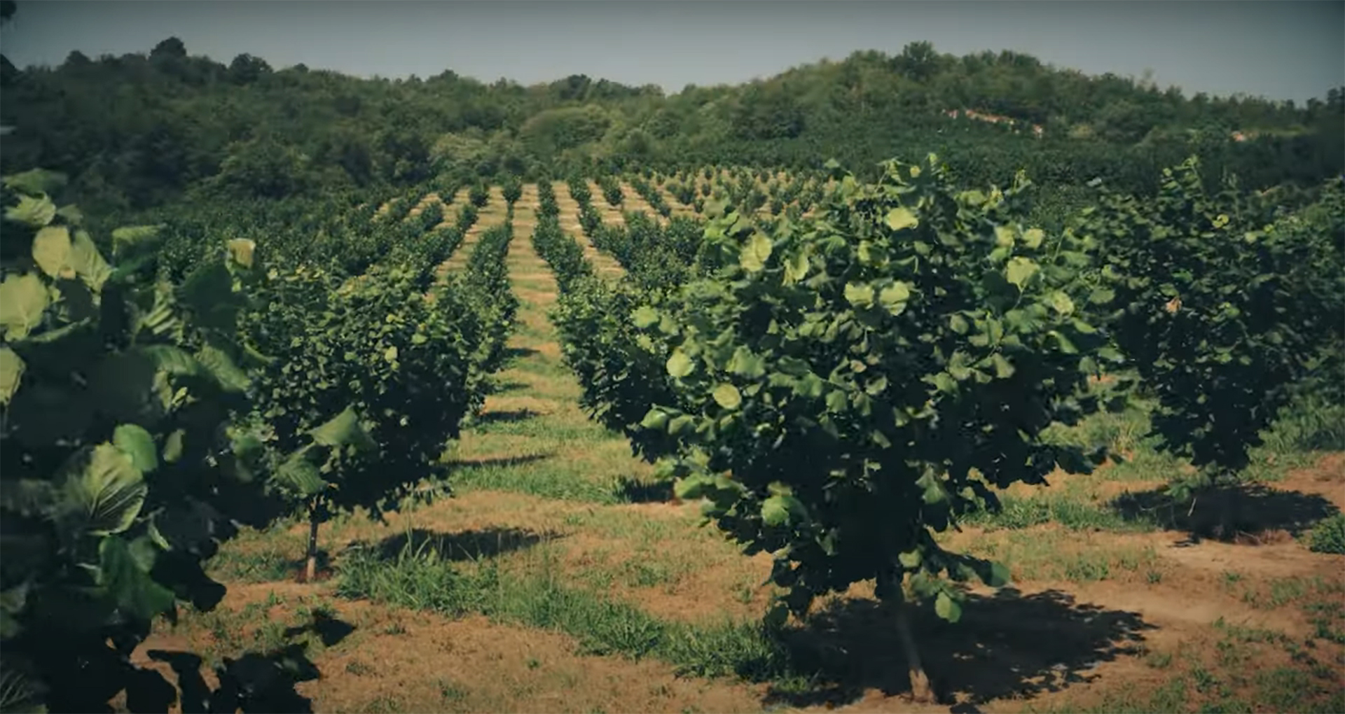 La Fabula e l'Arbiciolù: Puntata 25 "Terra, aria, acqua e... "