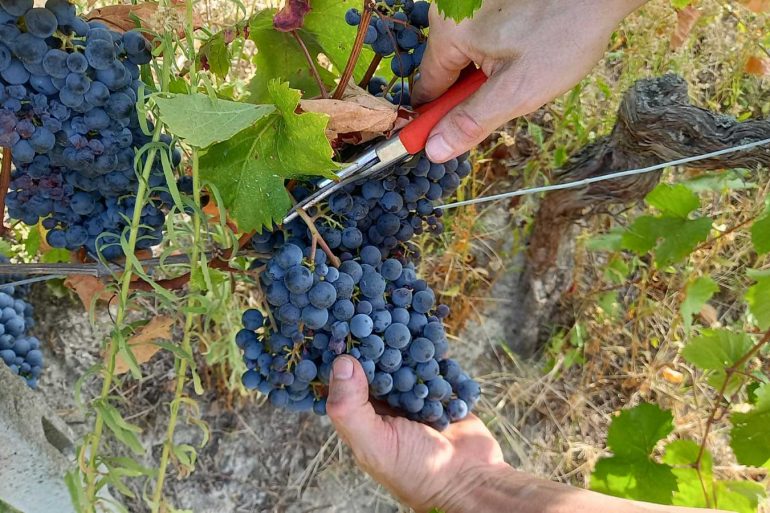 Vendemmia Monferrina