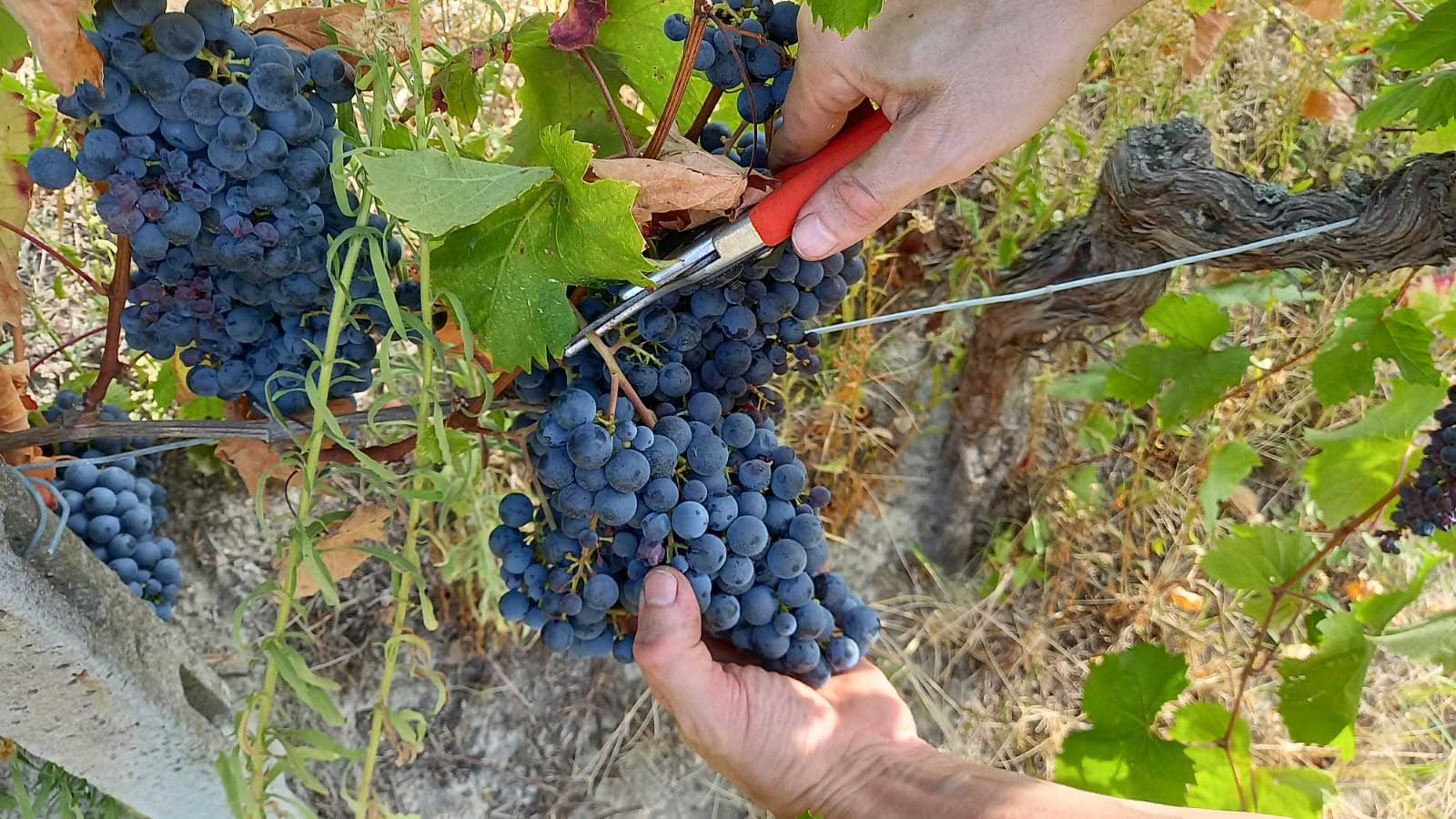 Vendemmia Monferrina