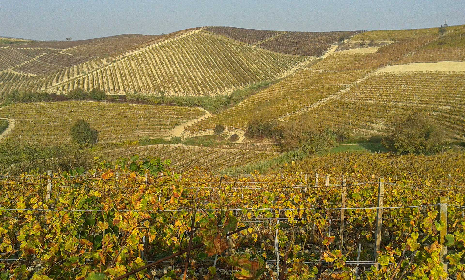 Monferrato colline