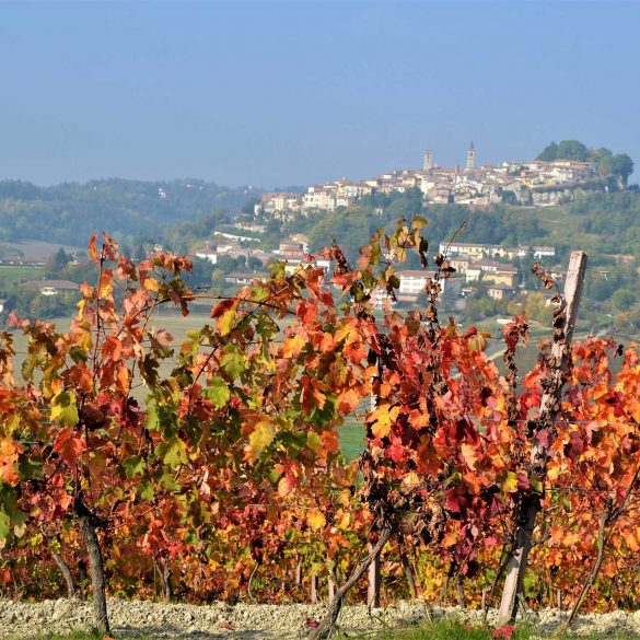 Rosignano con vigne autunnali