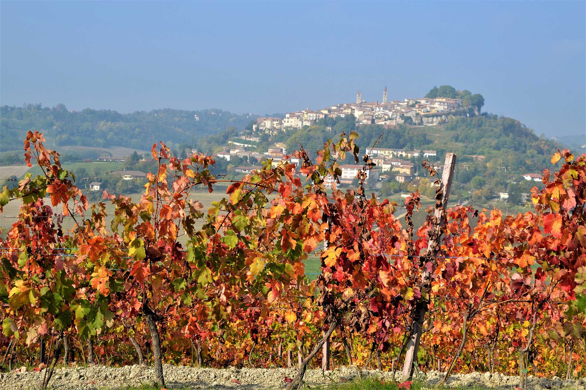 Rosignano con vigne autunnali