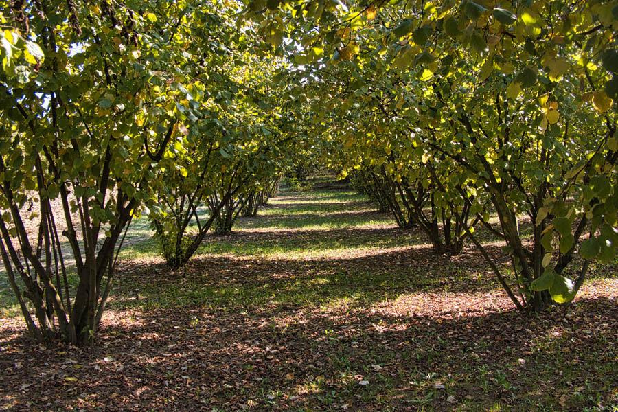 Noccioleto nel Monferrato