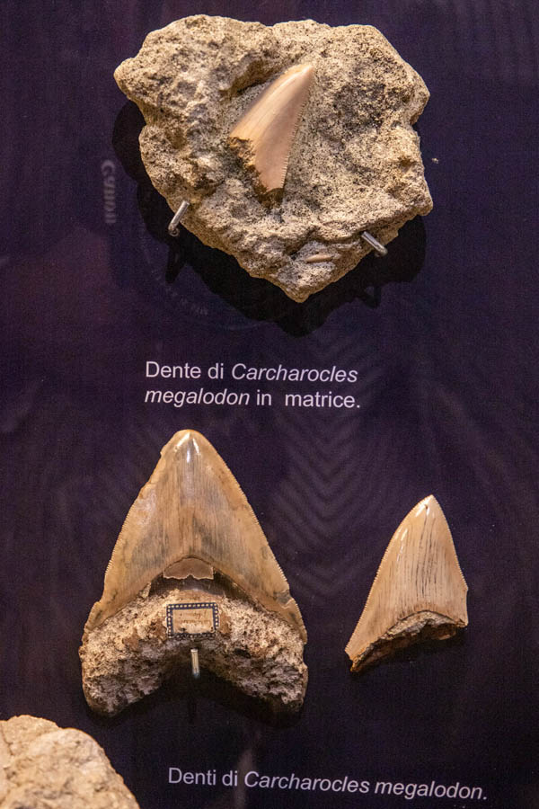 Fossili Monferrini